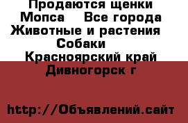 Продаются щенки Мопса. - Все города Животные и растения » Собаки   . Красноярский край,Дивногорск г.